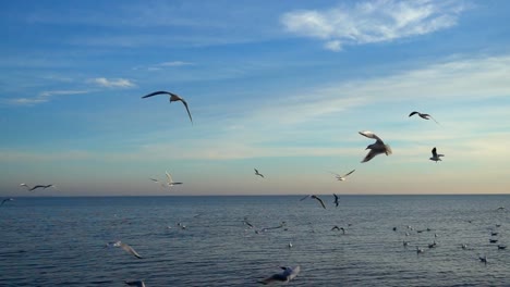 Möwen-fliegen-über-das-Meer.-Slow-Motion.