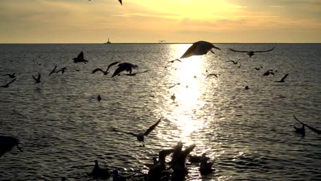 Möwen-fliegen-über-das-Meer.-Slow-Motion.