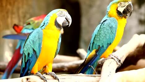 Pájaros-guacamayo-en-chiangmai-Tailandia