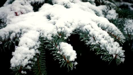 snow-falling-at-the-fir-trees-branches