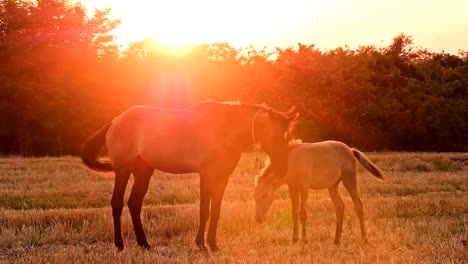 Hermosos-caballos-en-el-prado-verde