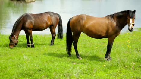 Horses-grazing-on-meadow-near-river