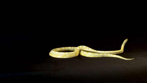 burmese-python