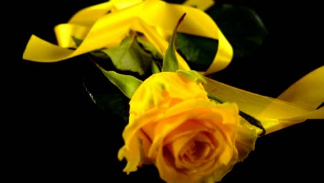 The-falling-rose-and-satin-ribbon-on-a-black-background.-Slow-motion.