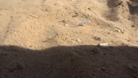 strong-wind-blow-the-golden-sand-above-the-sand-dune-in-slow-motion