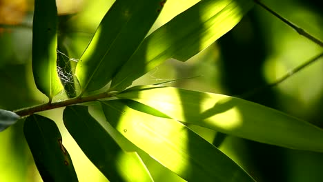 Bamboo--leaves-with-sunlight-in-Chiangmai-Thailand