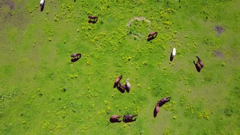 Aerial-view-of-the-beautiful-horses-in-the-field