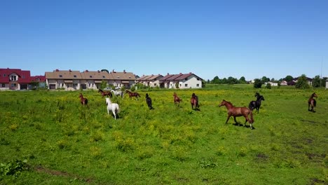 Aerial-view-of-the-beautiful-horses-in-the-field