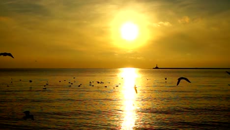 Seagulls-over-the-sea.-Slow-motion.