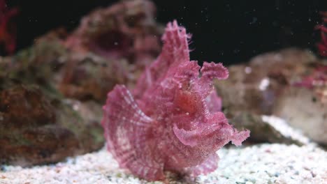 Hermosos-peces-en-el-acuario-con-decoración-de-acuático-plantas-de-fondo.