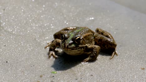 Green-Frog-Sitting-on-a-River-Bank-in-Water