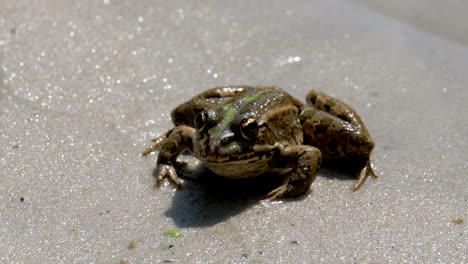 Rana-verde-sentado-en-una-orilla-del-río-en-el-agua