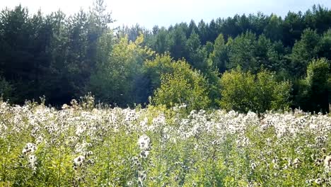 Sommer-Wiese-Pfanne-Ansicht