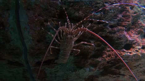 Lobster--in-fish-tank