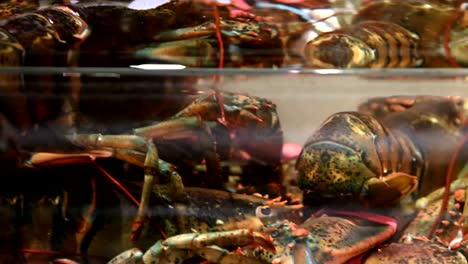 4K-Group-of-live-lobsters-in-a-tank-inside-a-restaurant