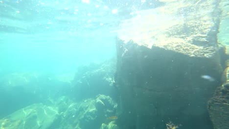 Unterwasser-Meerestiere-an-der-Unterseite-des-Atlantischen-Ozeans-vor-der-Küste-der-Bretagne-in-Frankreich.