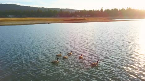 migración-de-gansos-canadienses-rebaño-pequeño-nadando-en-el-lago-Big-Bear