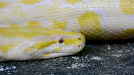 Python