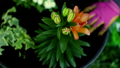 Woman-planting-an-unbloomed-Tiger-Lily-inside-of-potting-bin