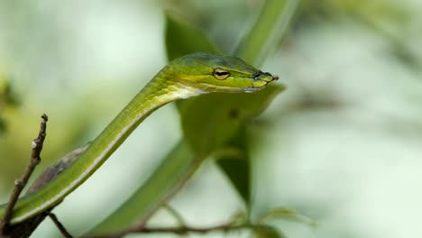 Asiatische-vine-snake