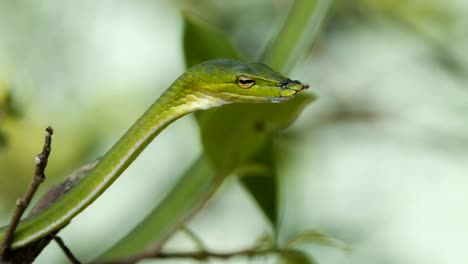 Asian-serpiente-de-viña