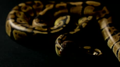 Kriechende-Python-im-Schatten