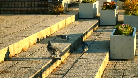 Walkway-beside-Sumida-river,-three-pigeons-on-staircase.