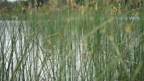 Nahaufnahme-in-Zeitlupe-des-Grases-Wasser-aus-einem-See-in-Sri-Lanka.-Ein-schönes-Bokeh.-Geringe-Schärfentiefe