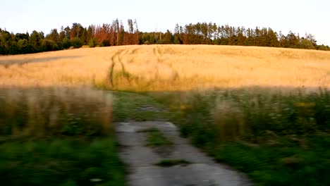 Blick-auf-die-Natur,-grüne-Feld-Weitergabe