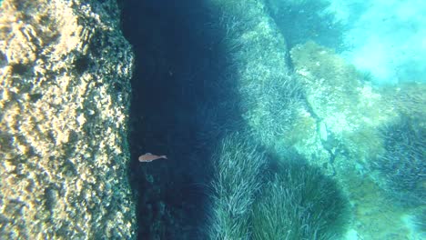 Peces-nadando-bajo-el-agua-cerca-de-la-costa-de-acantilado-de-roca-buceo-en-snorkel-de-Italia-de-la-isla-de-Ponza