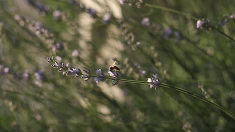 Miel-de-abejas,-polinizar-flores-de-lavanda