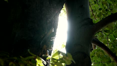 glimpses-of-the-sun-through-the-foliage-of-trees