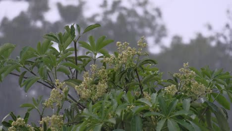 Raining-und-Blackboard-Baum,-Teufel-Alstonia-Scholaris-Blume-einsam-fühlen