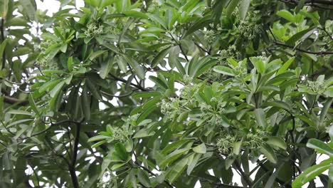 Grüne-Blume-von-Blackboard-Baum-oder-Teufel-Baum