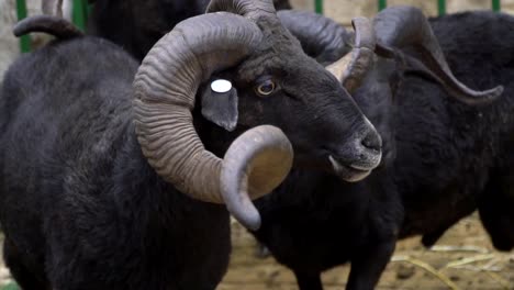 der-RAM-kaut,-posieren-und-meditieren-closeup