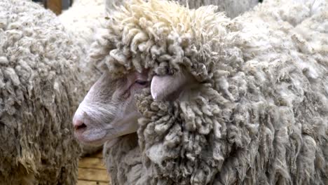 der-RAM-kaut,-posieren-und-meditieren-closeup