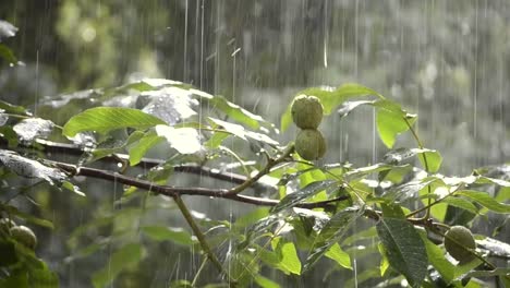 Precipitaciones-de-lluvias-ducha-aguacero-aguacero-viene-durante-el-día.