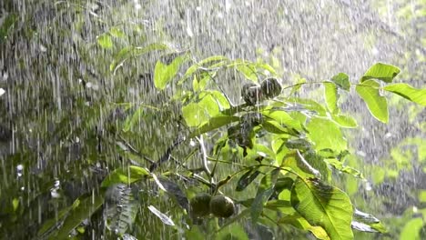 Precipitaciones-de-lluvias-ducha-aguacero-aguacero-viene-durante-el-día.