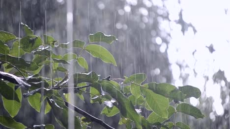 Heavy-rain-shower-downpour-cloudburst-rainfall-comes-in-the-daytime.