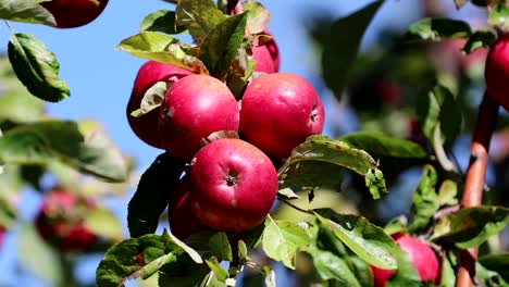 Rote-Äpfel-in-einem-Baum