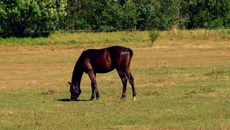 Horses-grazing-on-green-pastures-of-horse-farm,-country-summer-landscape