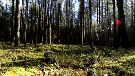 Volando-sobre-el-musgo-y-la-hierba-en-el-bosque-de-pino-abeto-de-profundo-en-vigas-soleados