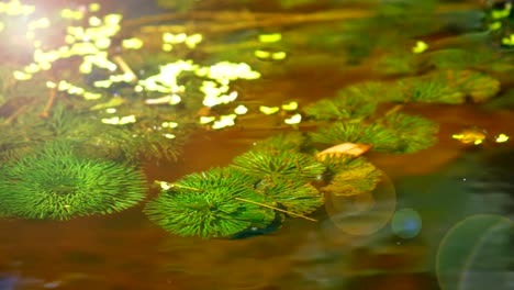 Closeup-ripple-of-water-with-green-and-yellow-color-and-flare-of-light-.