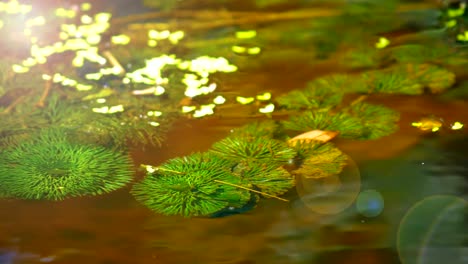 Closeup-de-ondulación-del-agua-con-color-verde-y-amarillo-y-la-llamarada-de-luz.