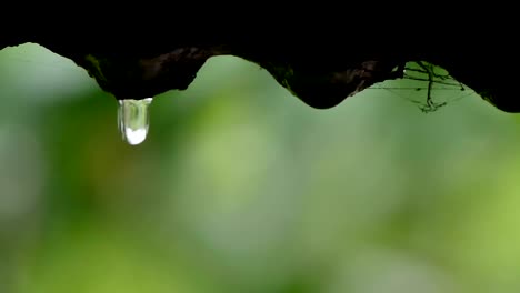 A-drop-of-water-from-the-roof-of-the-house