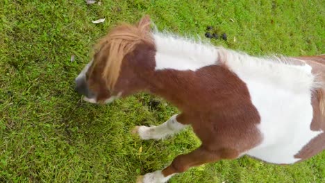 Vista-superior-del-caballo-moteado-marrón-y-blanco