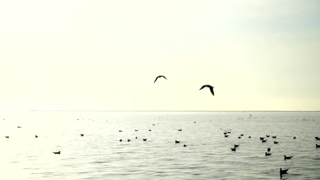 Seagulls-fly-over-the-sea.-Slow-Motion.