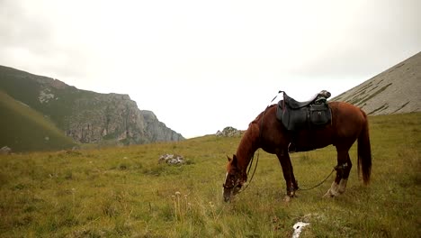 Caballo-pastando-en-un-prado-en-las-montañas.