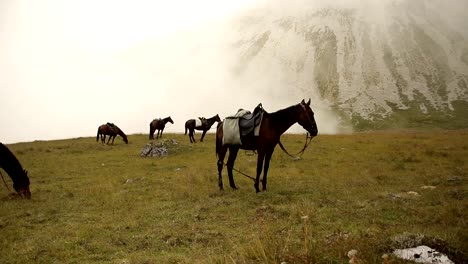 Horse-grazing-in-a-meadow-in-the-mountains.