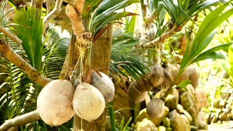Kokosnüsse-wachsen-als-Dekoration-im-Garten.-Exotische-tropische-Kokosnuss-Palmen-mit-grünen-Blättern-hängen-von-Sonne-beschienen.-Weg-zum-Strand-auf-Koh-Phangan